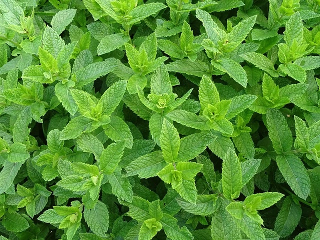 Amazing Moroccan Mint Tea in 1 cup of happiness 3 moroccan mint 2396530 640 www.moroccaneats.com